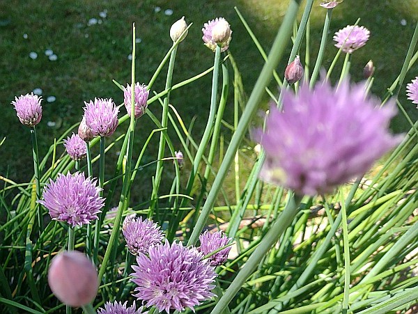 Portalbild