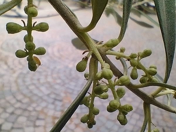 Portalbild