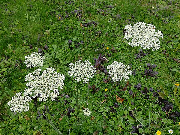 Portalbild